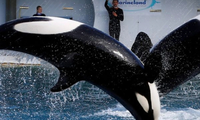 Interdisons ce transfert au Japon, il faut que les orques restent au Marineland d'Antibes avant que le drame ne se produise !