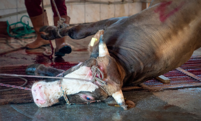 Interdisons le massacre des animaux à viande !