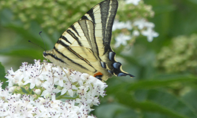 Sauvons le ru de Buzot et sa magnifique biodiversité - Non à l'artificialisation inutile