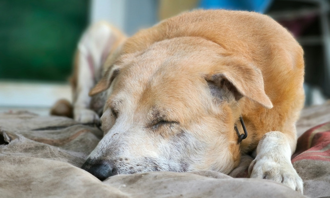 Justice pour le chien et le chat abandonnés dans un appartement sans nourriture !