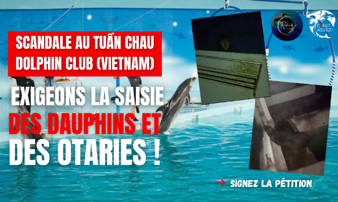 SCANDALE AU TUẦN CHAU DOLPHIN CLUB (VIETNAM) : EXIGEONS LA SAISIE DES DAUPHINS ET DES OTARIES !