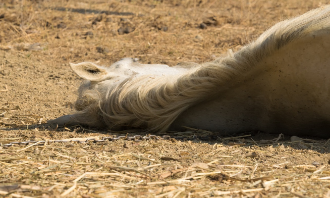 Justice pour Bounty, le poney mort après 18 jours sans eau ni nourriture !