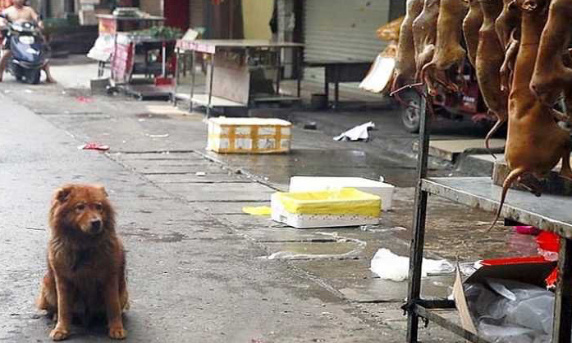 Contre le festival de la viande de chien à Yulin !