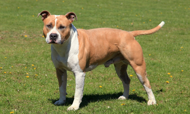 Justice pour le chien frappé avec une tringle à rideaux entourée de clous !