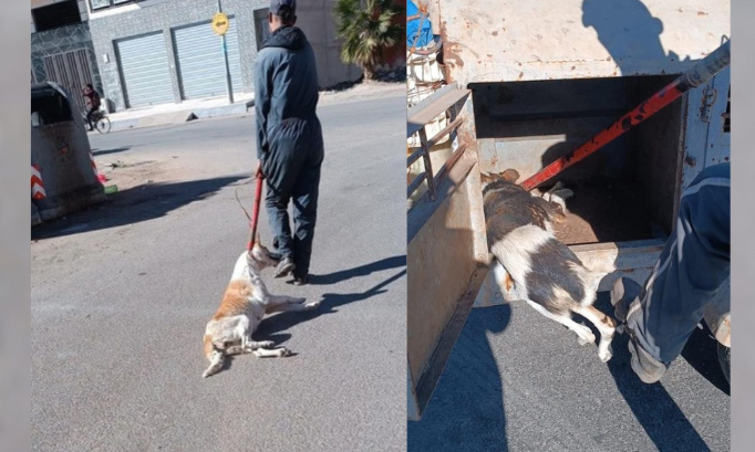 Settat-Maroc : Tueries sauvages de pauvres chiens, nous devons boycotter le tourisme !