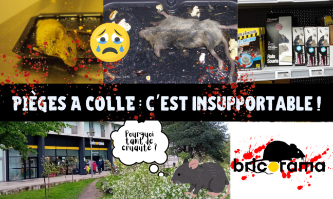 Bricorama Lyon 7 : comment pouvez-vous alimenter la cruauté envers les animaux ?