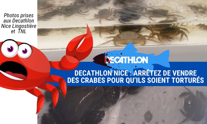 Decathlon de Nice : arrêtez de vendre des crabes pour qu’ils soient torturés