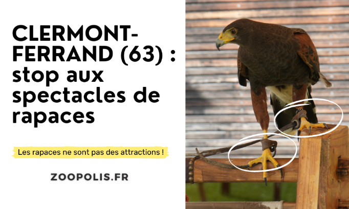 Médiévales Montferrand : stop à l'asservissement des rapaces !