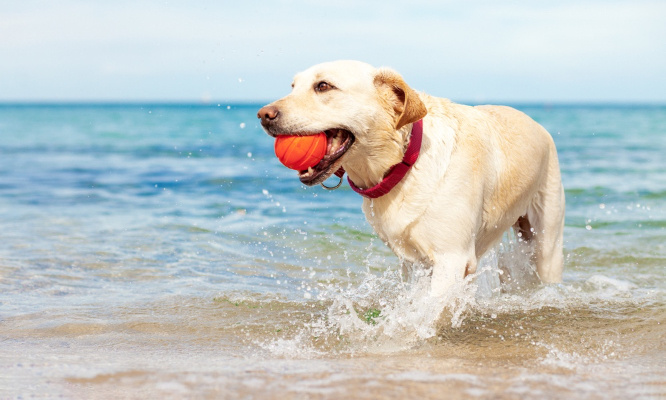 Une plage à Saint-Malo pour nos chiens de mai à septembre !