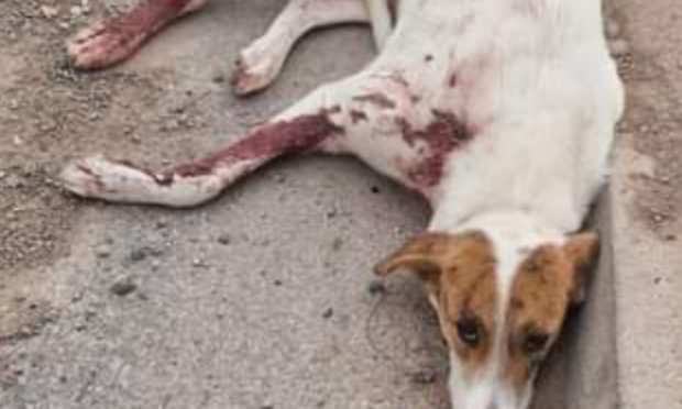 Arrêtez le massacre des chiens errants à Oujda (Maroc)