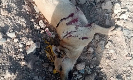 Arrêtez de tuer et de torturer les chiens au Maroc