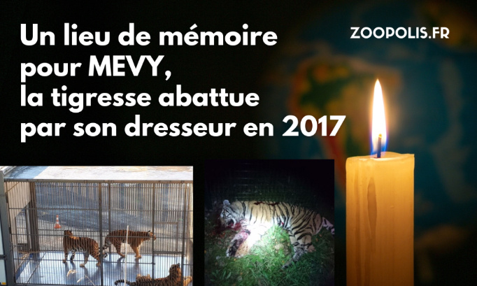 Un lieu de mémoire pour la tigresse de cirque Mevy, abattue par son dresseur