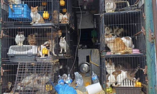 Justice pour les 150 chats et chiens retrouvés entassés dans un camion !