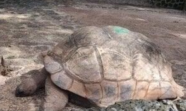 Pour la libération de tortues terrestres géantes d'Aldabra