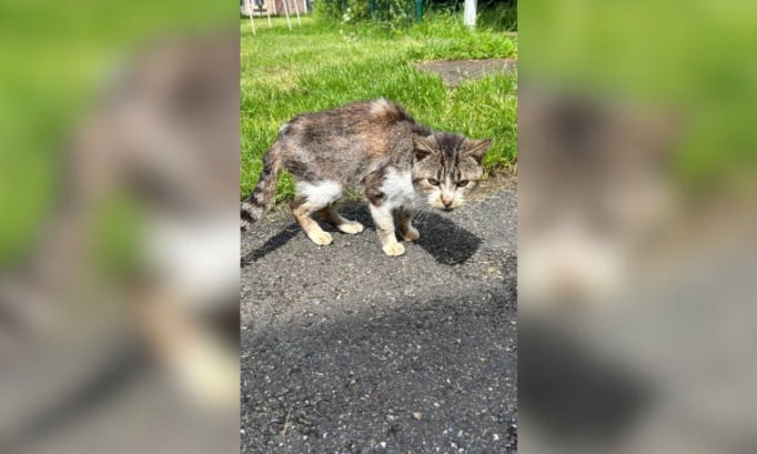 Pour la mise en place de soins et et la stérilisations des chats en détresse !