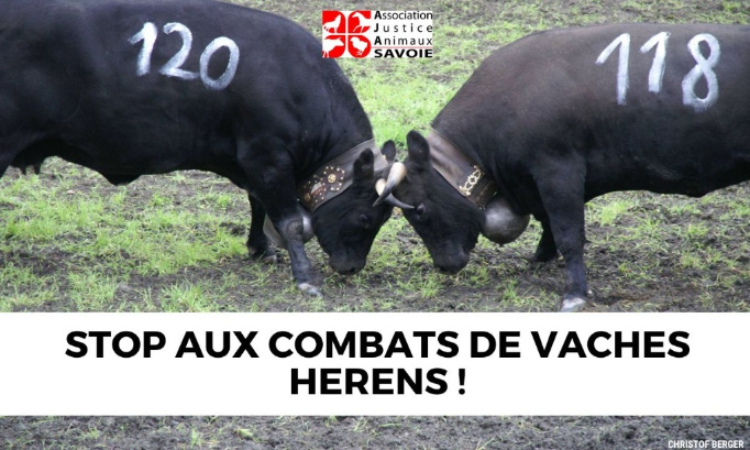 Interdisons les combats de vaches hérens ('batailles de reines') !