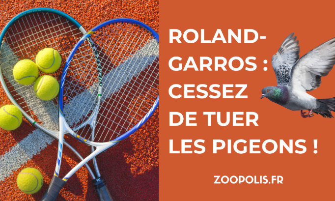 Roland-Garros : Cessez de tuer les pigeons !