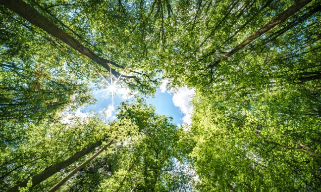 Pour la préservation des forêts urbaines !