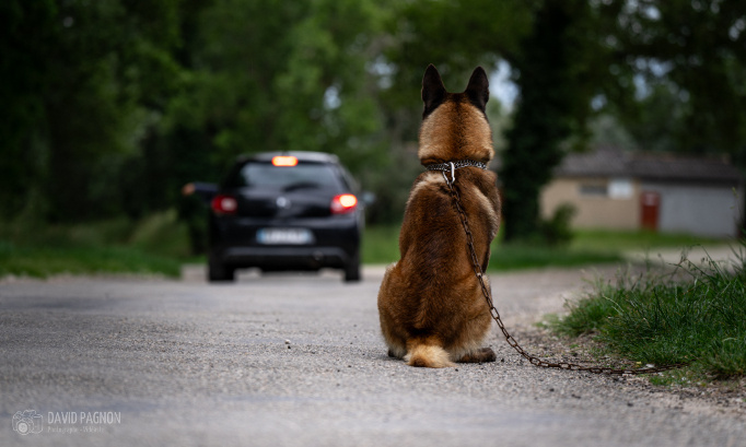 STOPPONS L'ABANDON et LA MALTRAITANCE ANIMALE