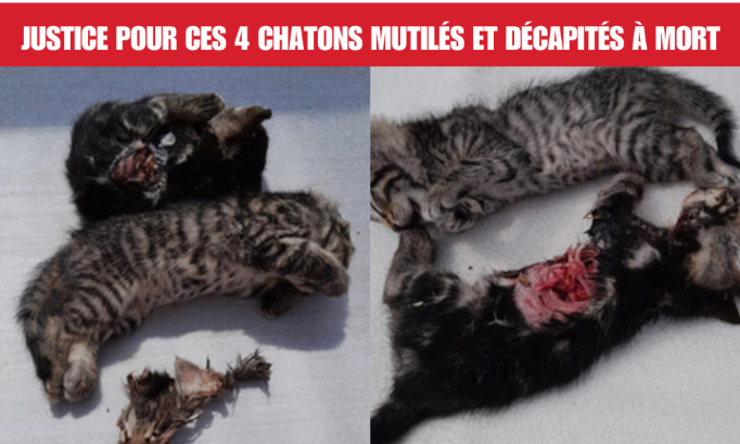 Justice pour ces 3 chatons tués sauvagement