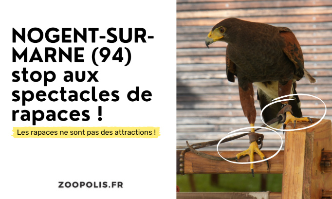 Nogent-sur-Marne : STOP aux spectacles de rapaces !