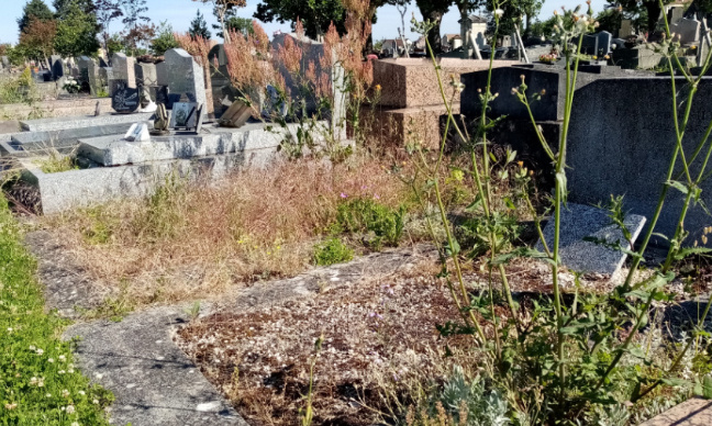 Pour l'entretien du cimetière de Sartrouville à l'abandon !