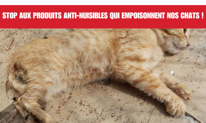 Stop aux produits anti-nuisibles qui empoisonnent nos chats !