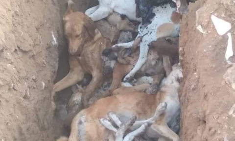 Les élus voyous de Jerada (Maroc) ont fait massacrer gratuitement tous les chiens des rues