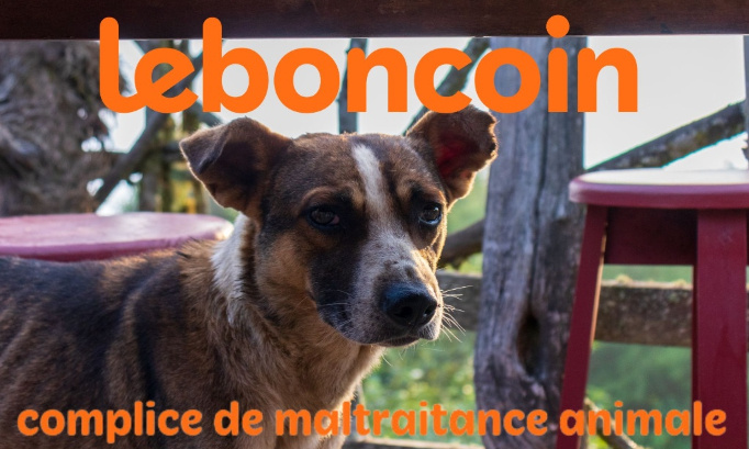 Stop à la vente d'animaux sur Leboncoin : Protégeons nos animaux !