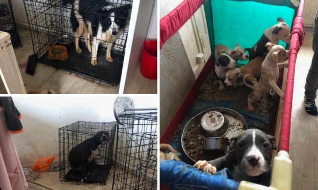 Justice pour les 9 chiots et les 2 chiens enfermés dans des cages dans un appartement