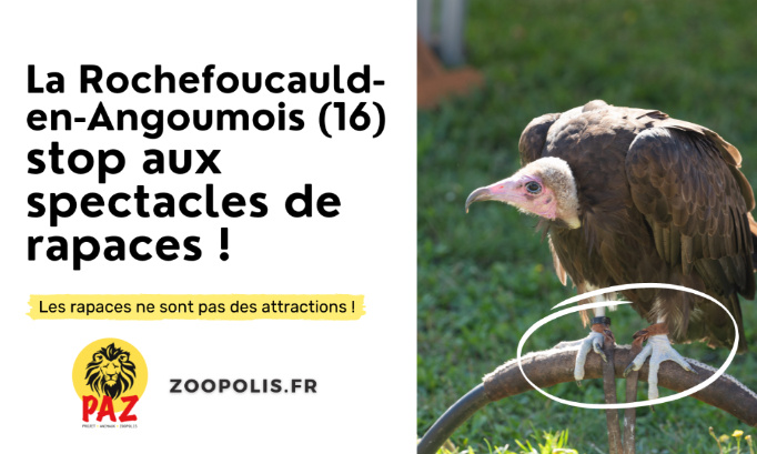 Médiévales "La Roche à Foucauld" : STOP aux spectacles de rapaces !