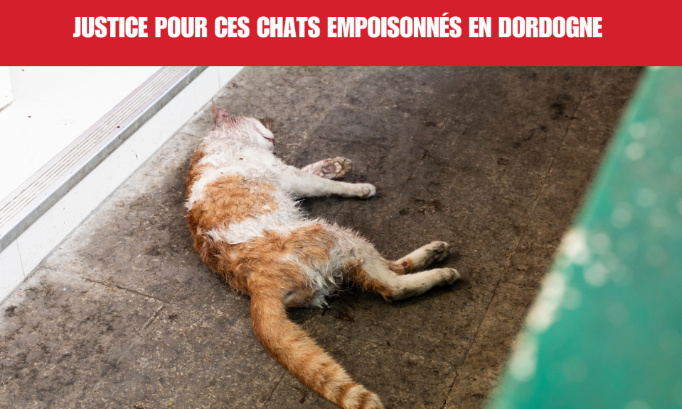 Justice pour ces chats empoisonnés en Dordogne