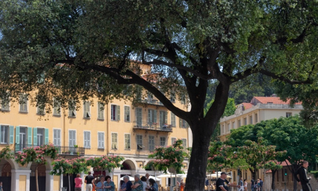 Pour la sauvegarde du chêne pluri centenaire de la place Garibaldi à Nice