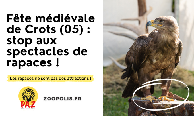 Crots (05) : les rapaces ne sont pas des attractions !