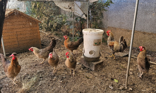 Urgent : soutenons les poules en ville, aidez-moi à les conserver !