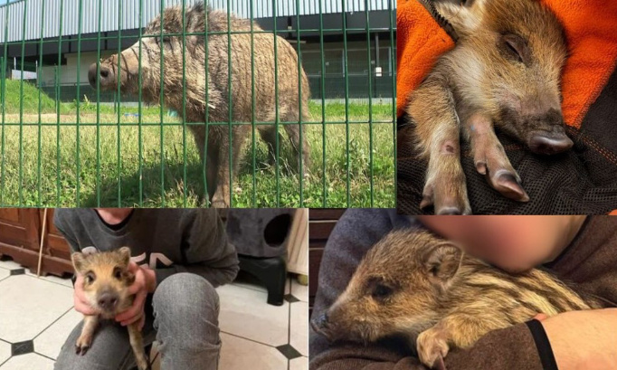 Urgent : Sauvons toto le sanglier de l'euthanasie !