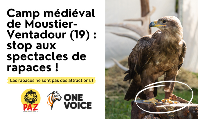 Camp médiéval de Moustier-Ventadour : STOP aux spectacles de rapaces !