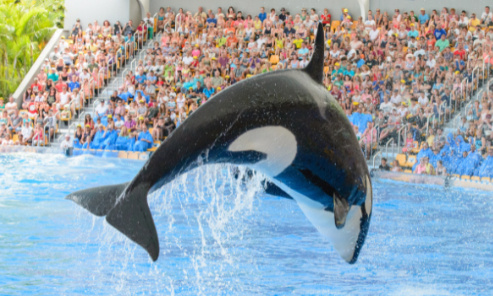 Contre la promotion de Marineland dans les offices de Tourisme