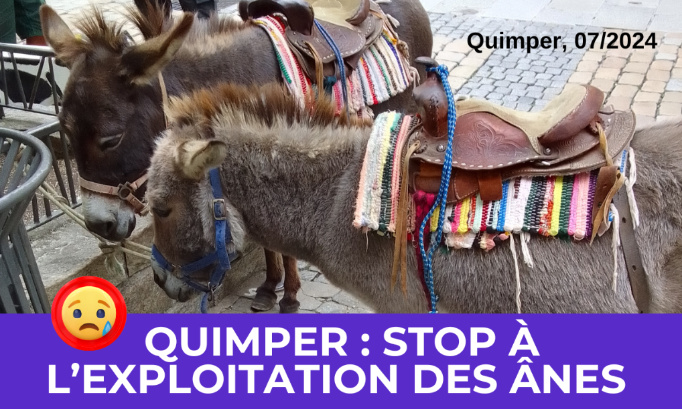 Mairie de Quimper : cessez d'exploiter les ânes !