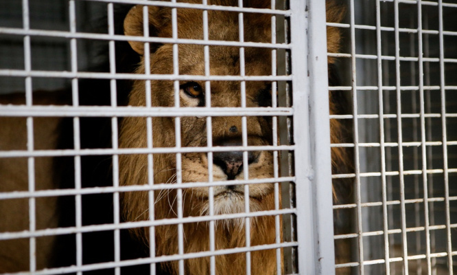 Mairie de Dives-sur-Mer : NON à la venue d’un cirque utilisant des animaux sauvages !