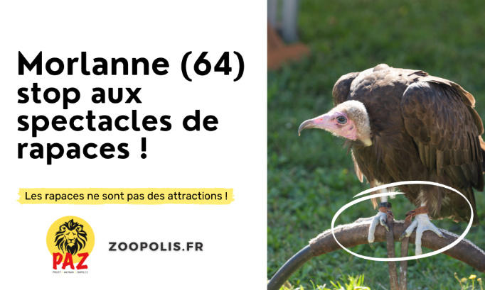 Morlanne (64) : STOP aux exhibitions de rapaces aux médiévales