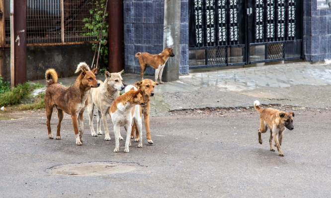 Stop à la torture des chiens à la Réunion !