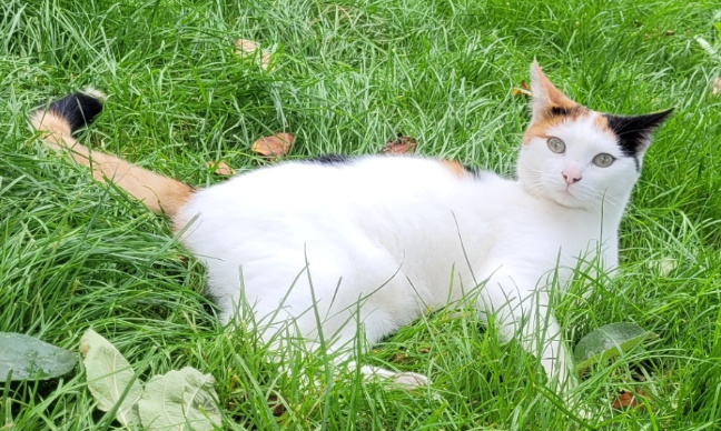 Justice pour Eliosse, notre jeune chatte tuée par un automobiliste !