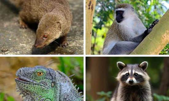 Arrêter le projet d'euthanasier une partie de la faune sauvage de St-Martin aux Antilles !