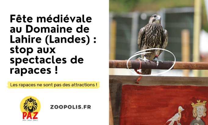 Médiévales à Labatut (40) : stop aux exhibitions de rapaces