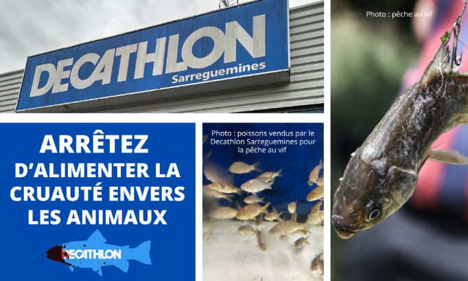 Decathlon Sarreguemines : arrêtez d’alimenter la cruauté envers les animaux.