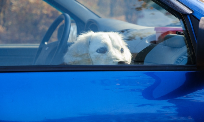 Justice pour le chien enfermé dans une voiture en plein soleil !