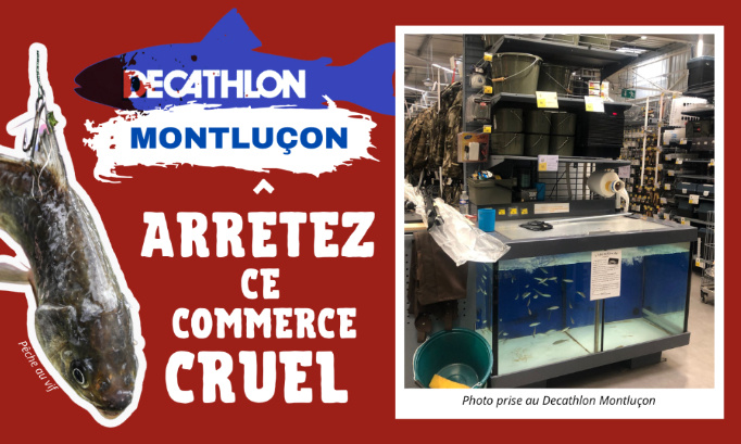 Decathlon Montluçon : arrêtez ce commerce cruel