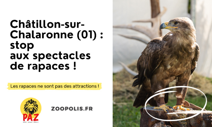 Festival Médiéval des Dombes à Châtillon-sur-Chalaronne : STOP aux spectacles de rapaces !