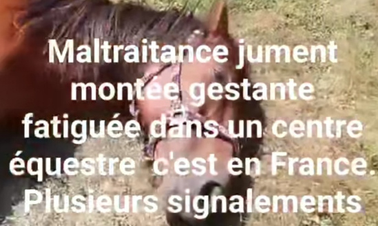 Signalez une maltraitance jument gestante montée par des touristes